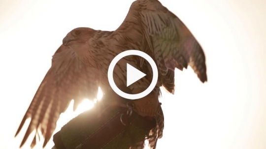 Falcon spreading wings n silhouette