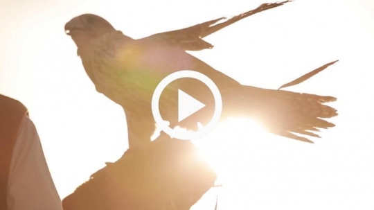 Falcon in silhouette