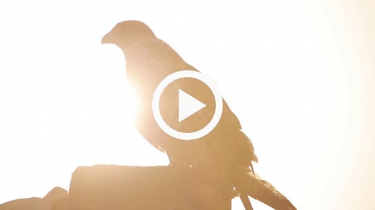 Falcon spreading wings against the sun