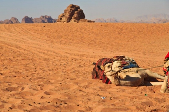 camel in the desert