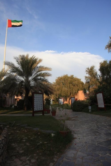 park walkthrough with palm trees