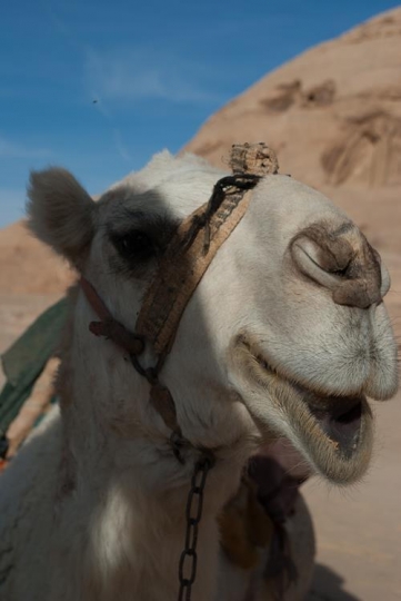a camel seems to be smiling