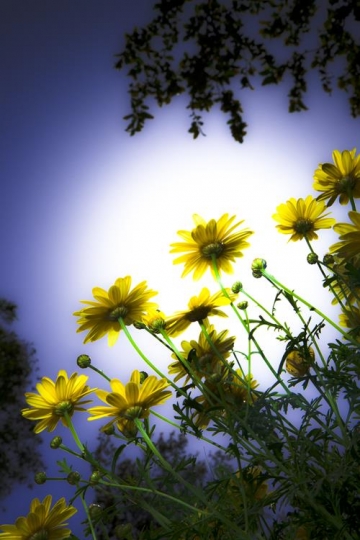 daisies close up shot