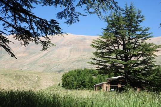Cedars of Lebanon - Bcharre
