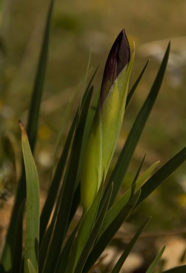 closed iris bud