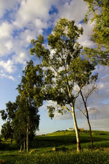 field landscape with trees