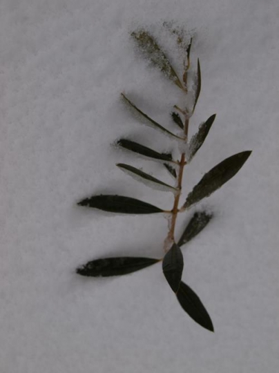 olive branch on snow