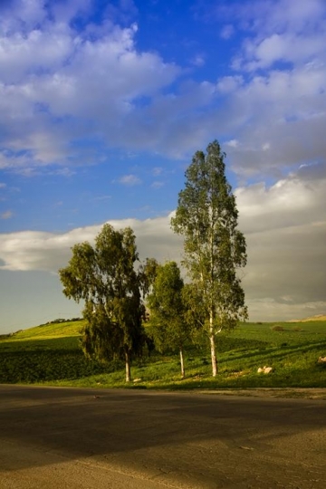 field landscape with trees