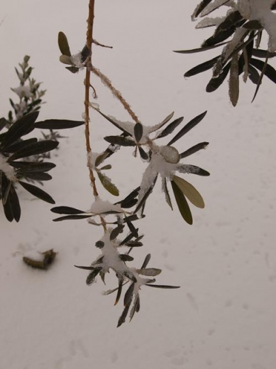 olive tree in winter