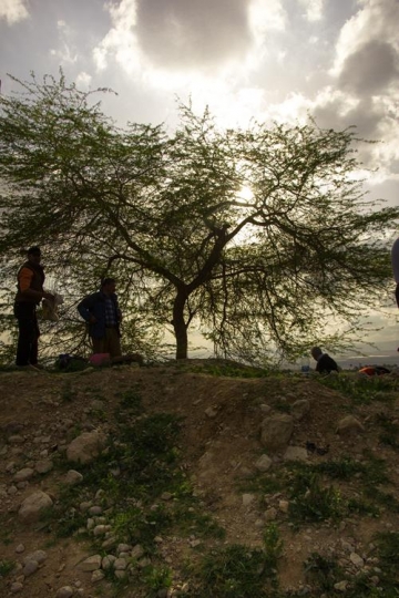 landscape with trees at sunset