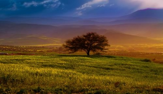 field landscape with trees at sunset