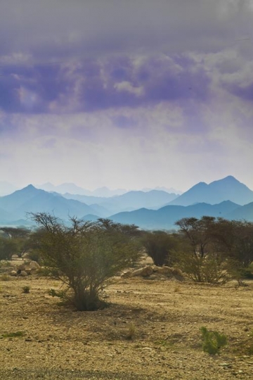 scene of desert nature