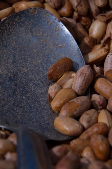 close up image of peanuts