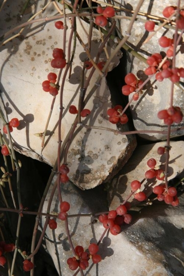 abstract fruit in palestine