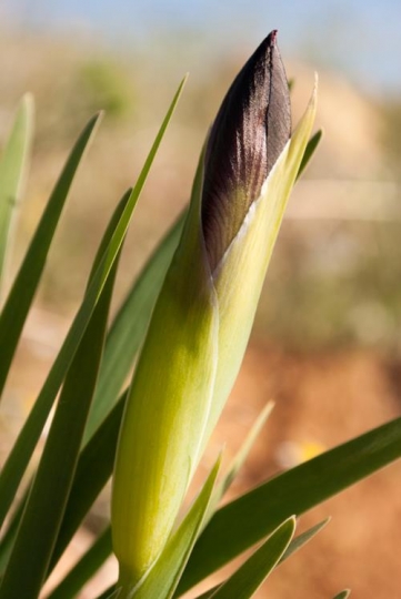 closed iris bud
