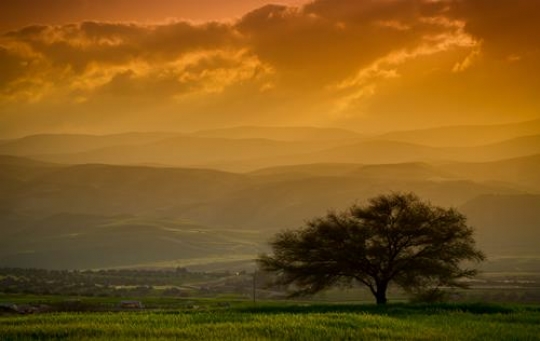Single tree standing in a field 