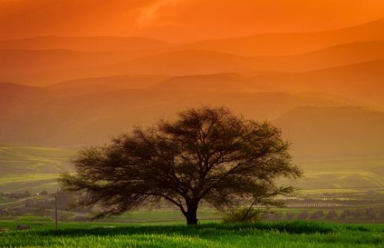 field landscape with trees at sunset