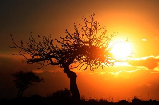 tree at sunset