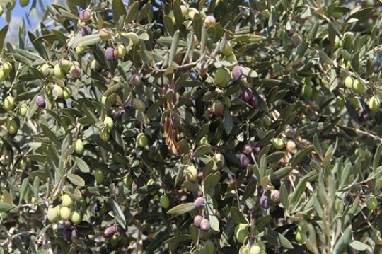 Olive Tree