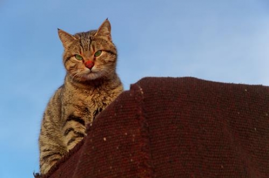Azraq Wetland Reserve