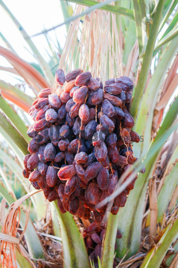 Date Harvest (10)