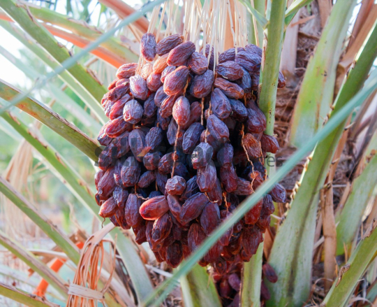 Date Harvest (11)