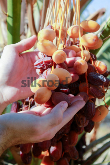 Date Harvest (28)