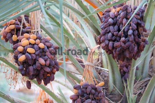 Date Harvest (29)