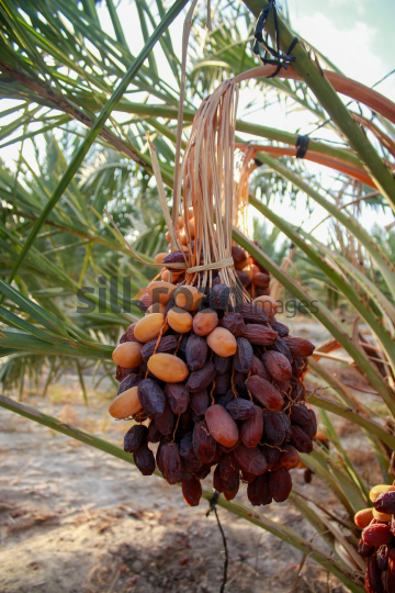 Date Harvest (3)