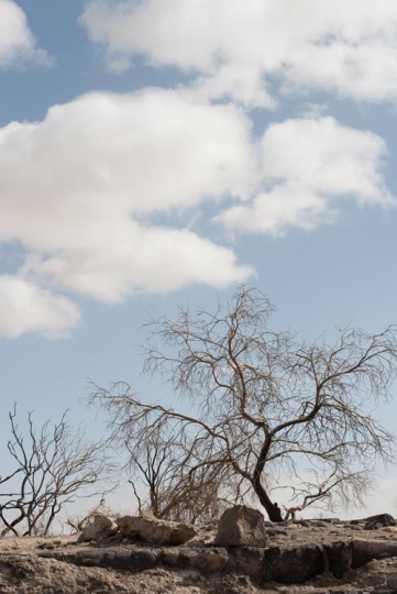 Azraq Wetland Reserve