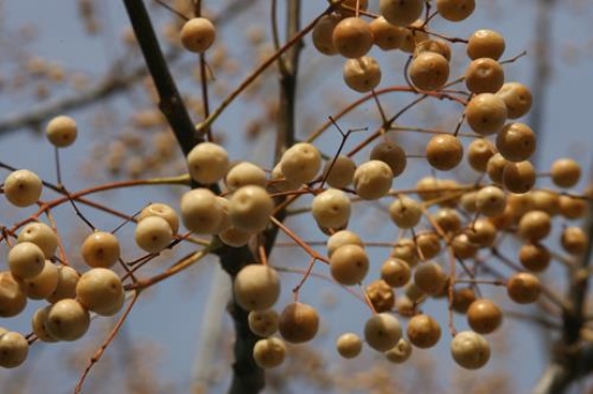 abstract fruit in palestine