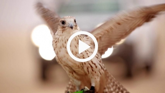 A proud falcon