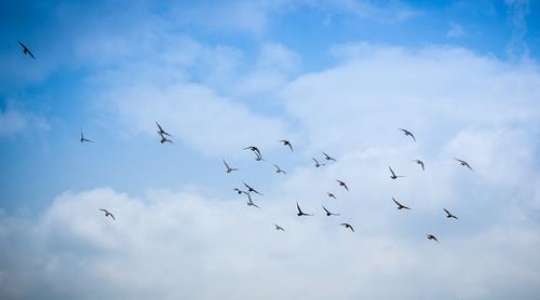 birds flying against blue sky