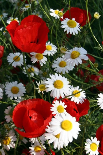 flowers