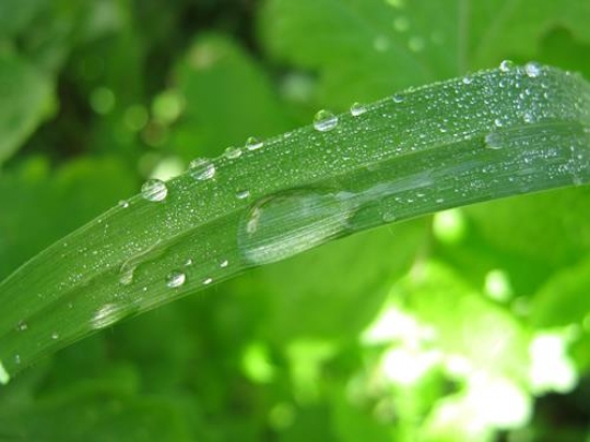 Fresh Green