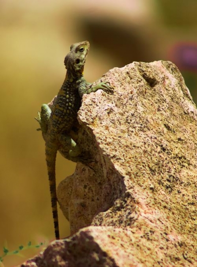 agma lizard on rock in jerash