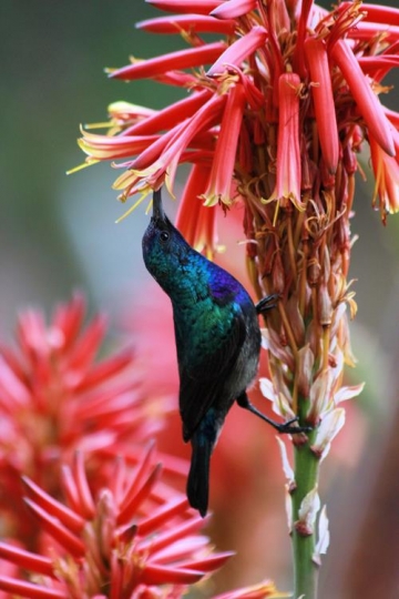 bird feeding on a flower