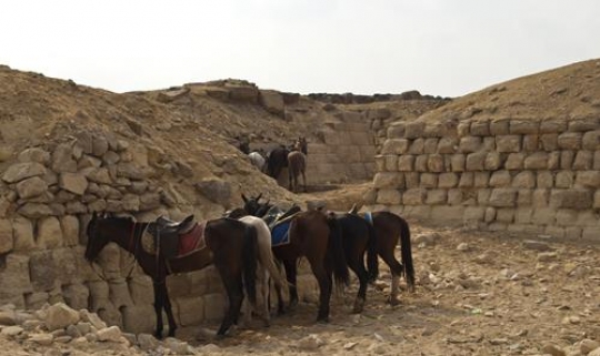 Horses at break