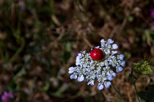 ladybird on flowers in meadow
