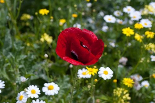 anemone flowers