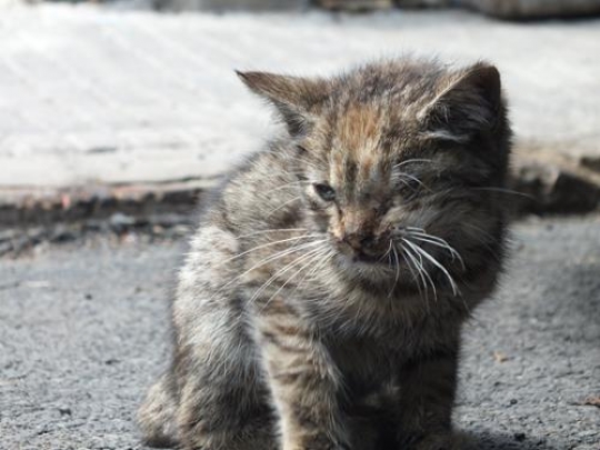 little cat