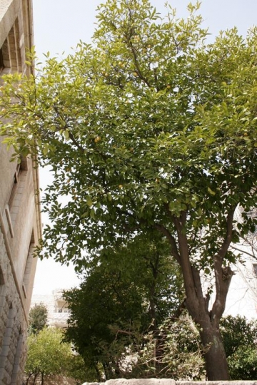 Houses of Amman