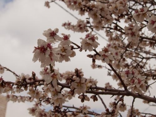 almond treey
