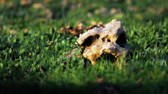 Rock