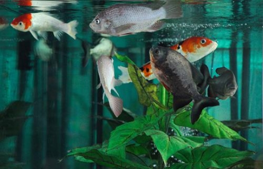 Aquarium 