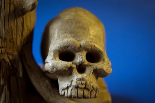 human skull