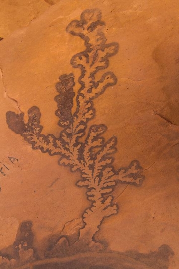 Fossilized plant on Sandstone 