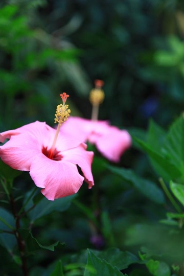 close up of pink flowers