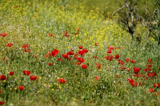 anemone field 