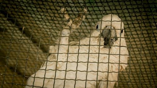 a white parrot sitting on the chain link fence